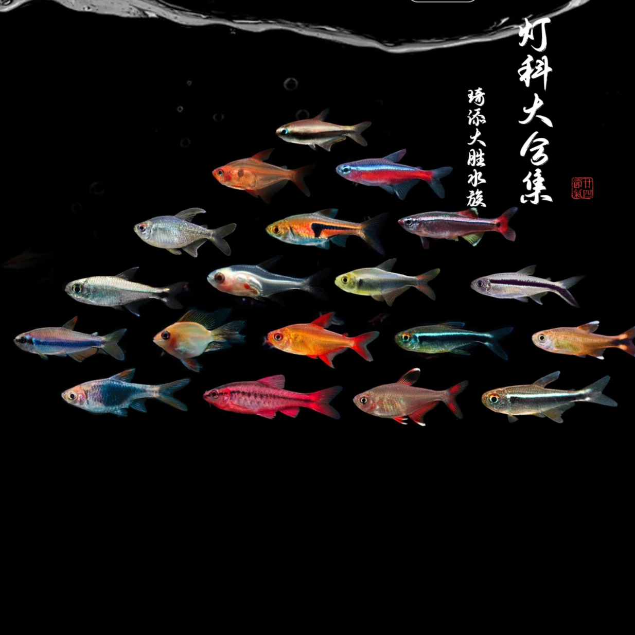 超萌好物 南美画梅鲷 灯科南美小型热带鱼淡水观赏鱼
