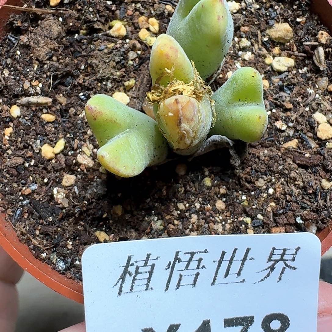 178号多肉植物哇f g