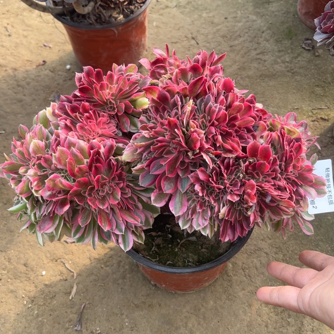 138粉女巫缀化多肉植物法师