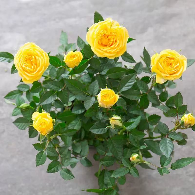 【玉米黄】1加仑盆多棵扦插月季花四季常开阳台庭院