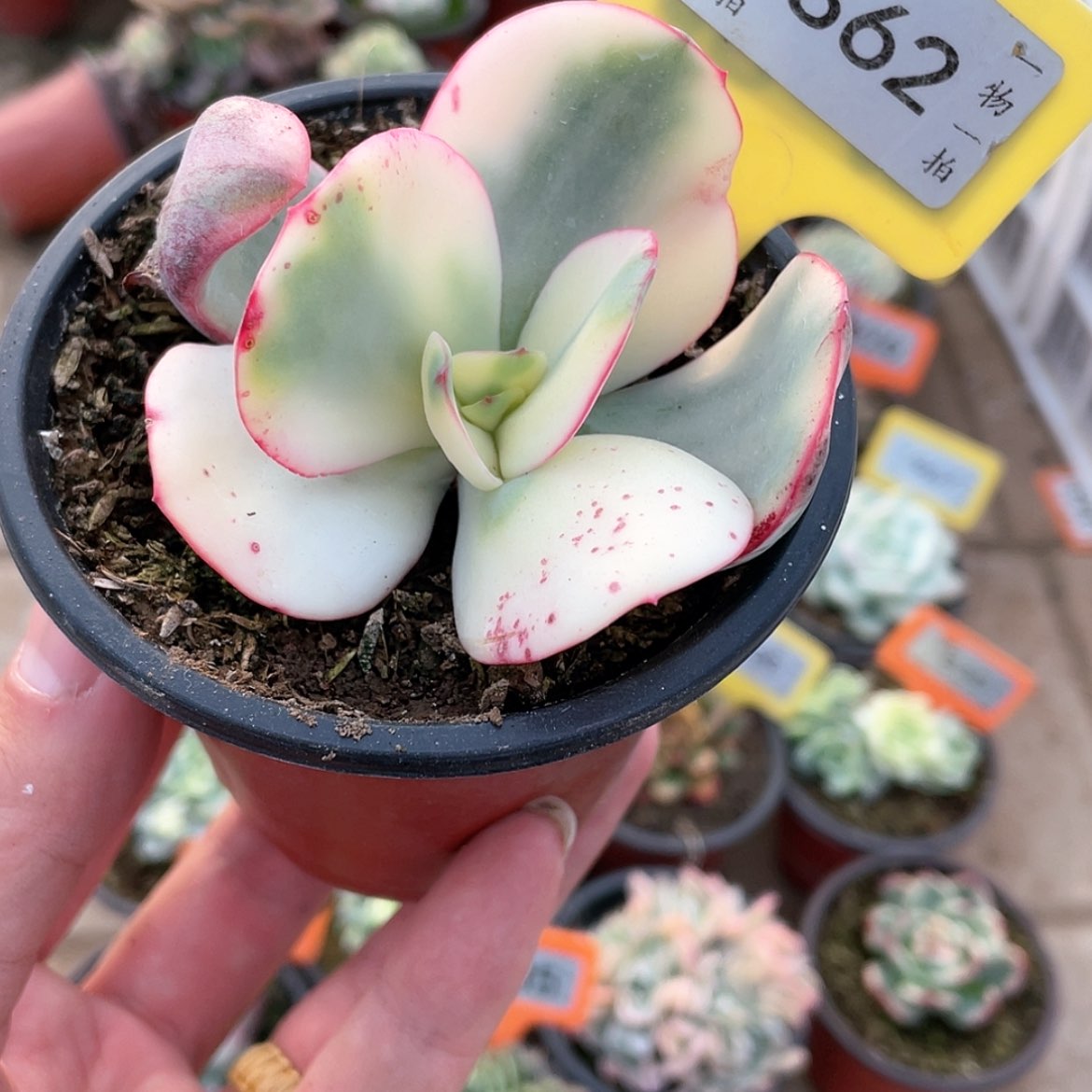 【闪购商品】862号