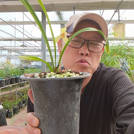 小***A完全开放兰花好康肥花