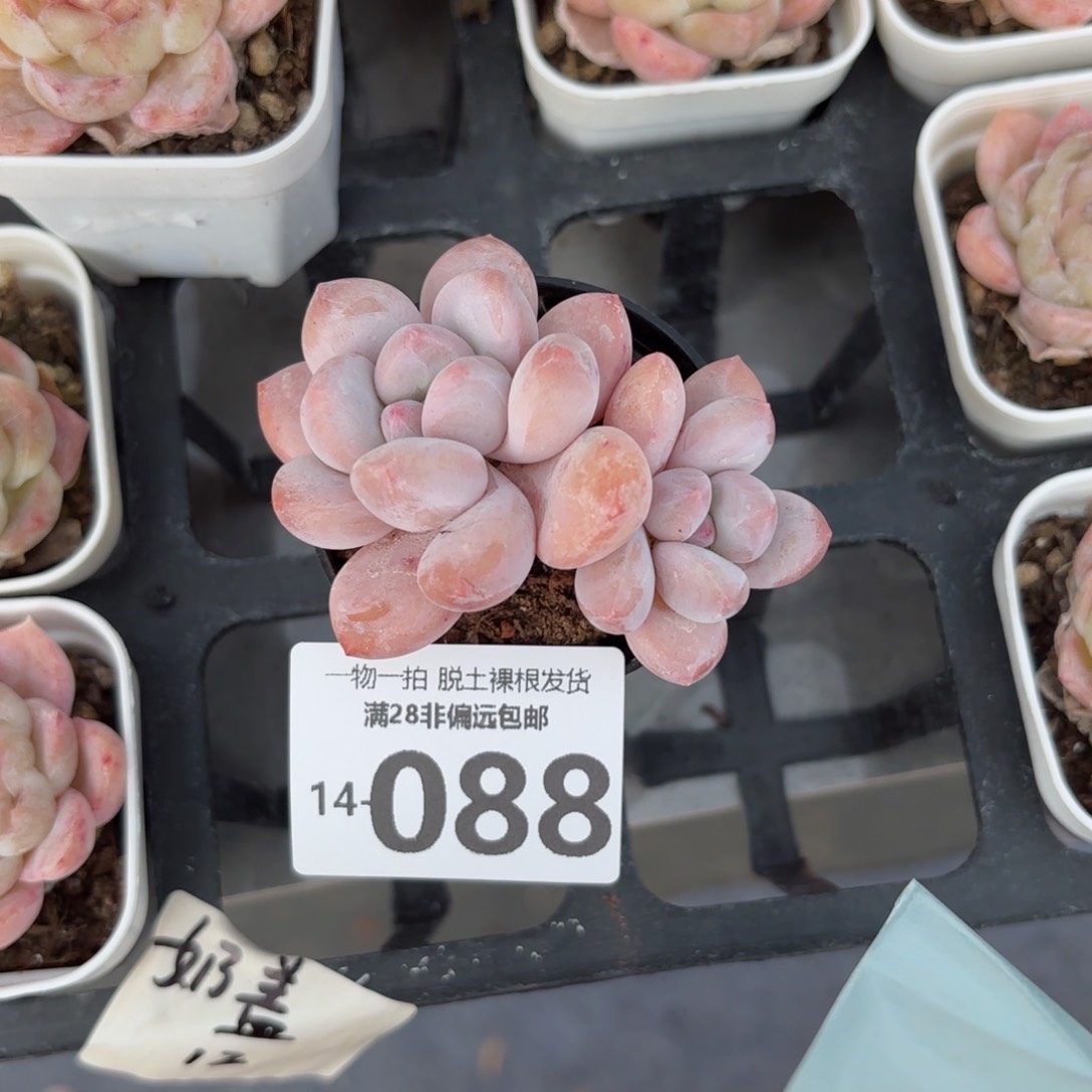 香水奶老桩多肉多肉