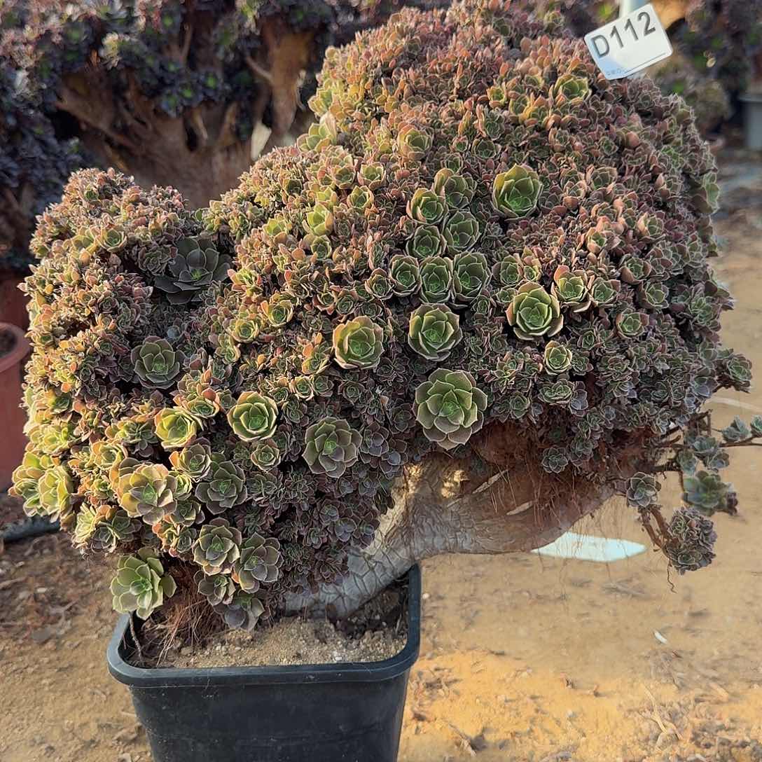 112玫瑰朵朵有伤一颗呀呀