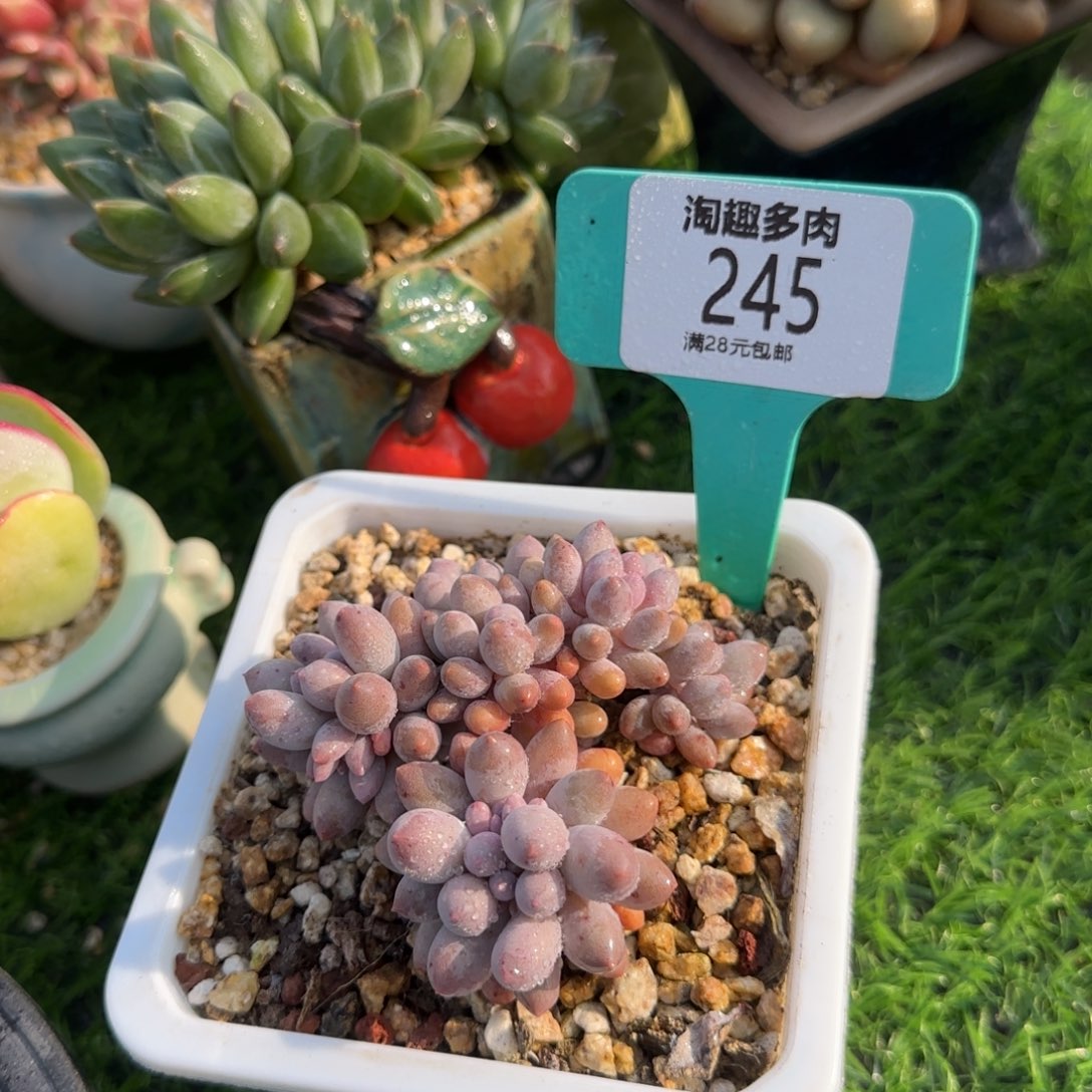 多肉植物婴儿手指自然求生，无槛