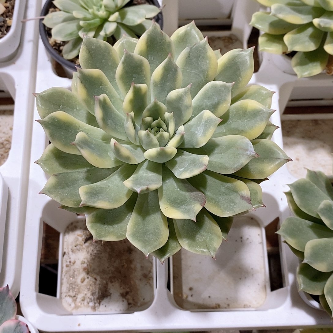 艾丽卡锦多肉植物老桩