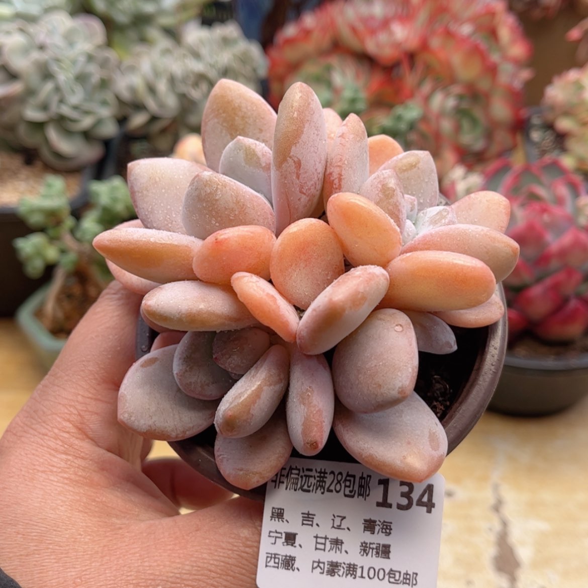 【闪购商品】134粉兔
