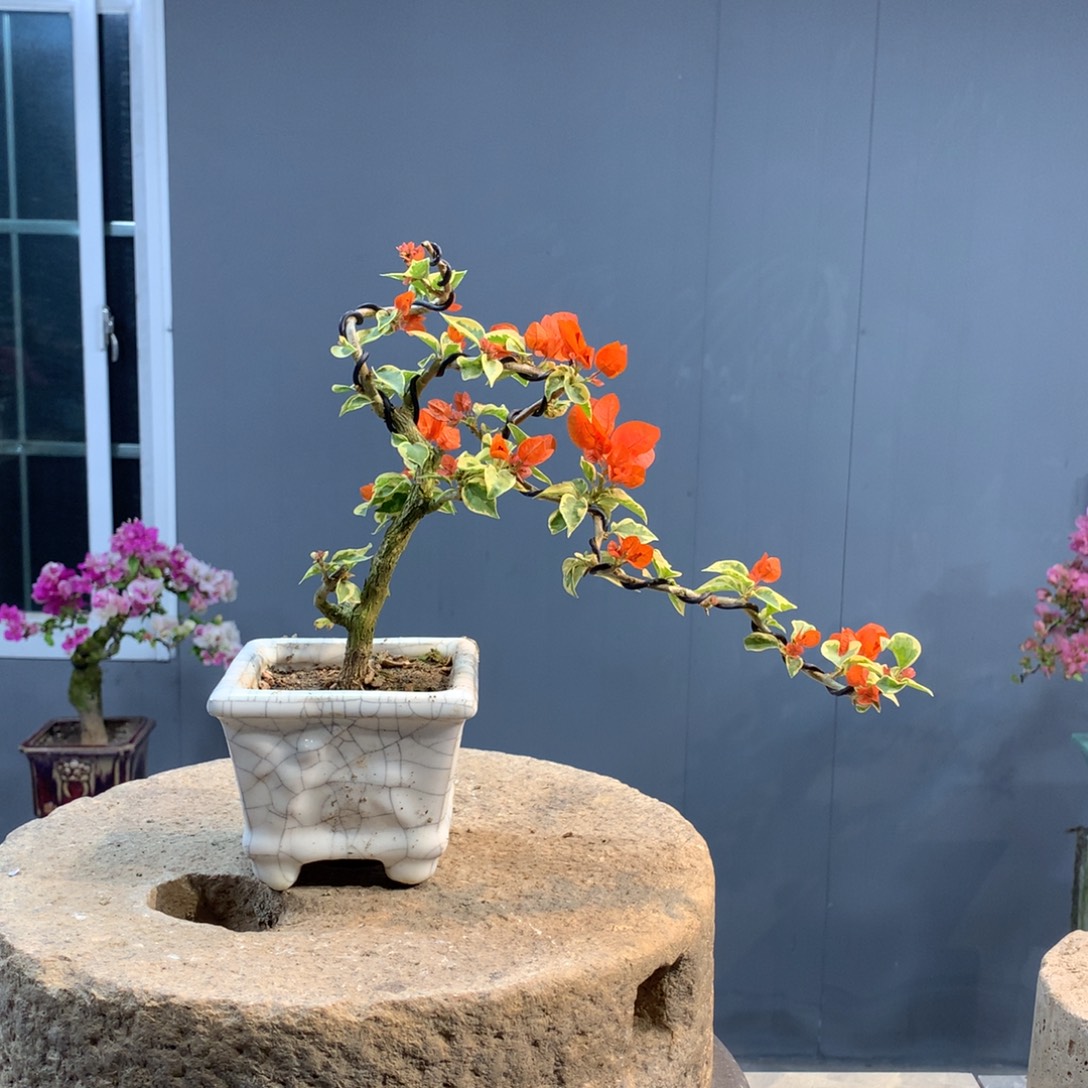 大量花朵（建议范围：8朵-15朵 或40%以上）