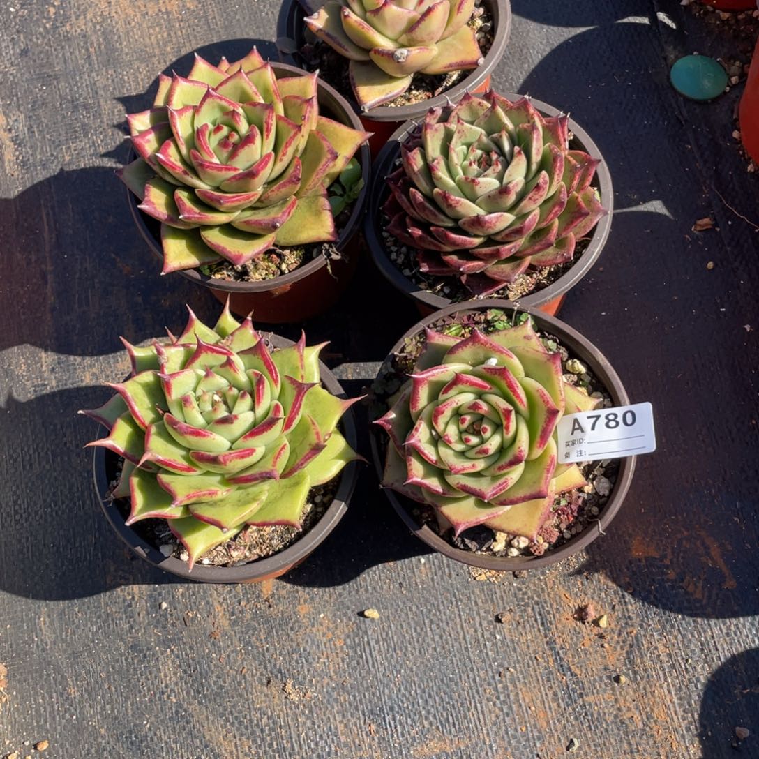 半***欢若如东云单拍A780