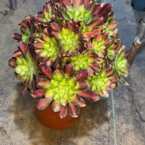 韶华多肉植物021