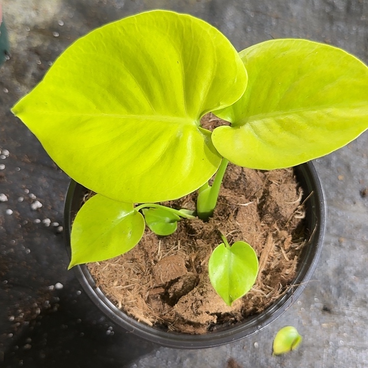 无花朵三黄龟背竹