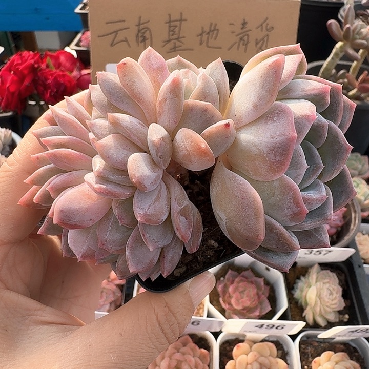 冰糖水晶朵朵多肉植物112