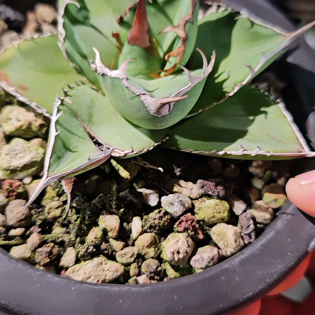 籽播   绿肌 有根苗