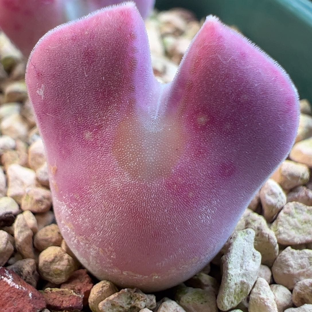 51号红色小妖姬大眼睛空蝉