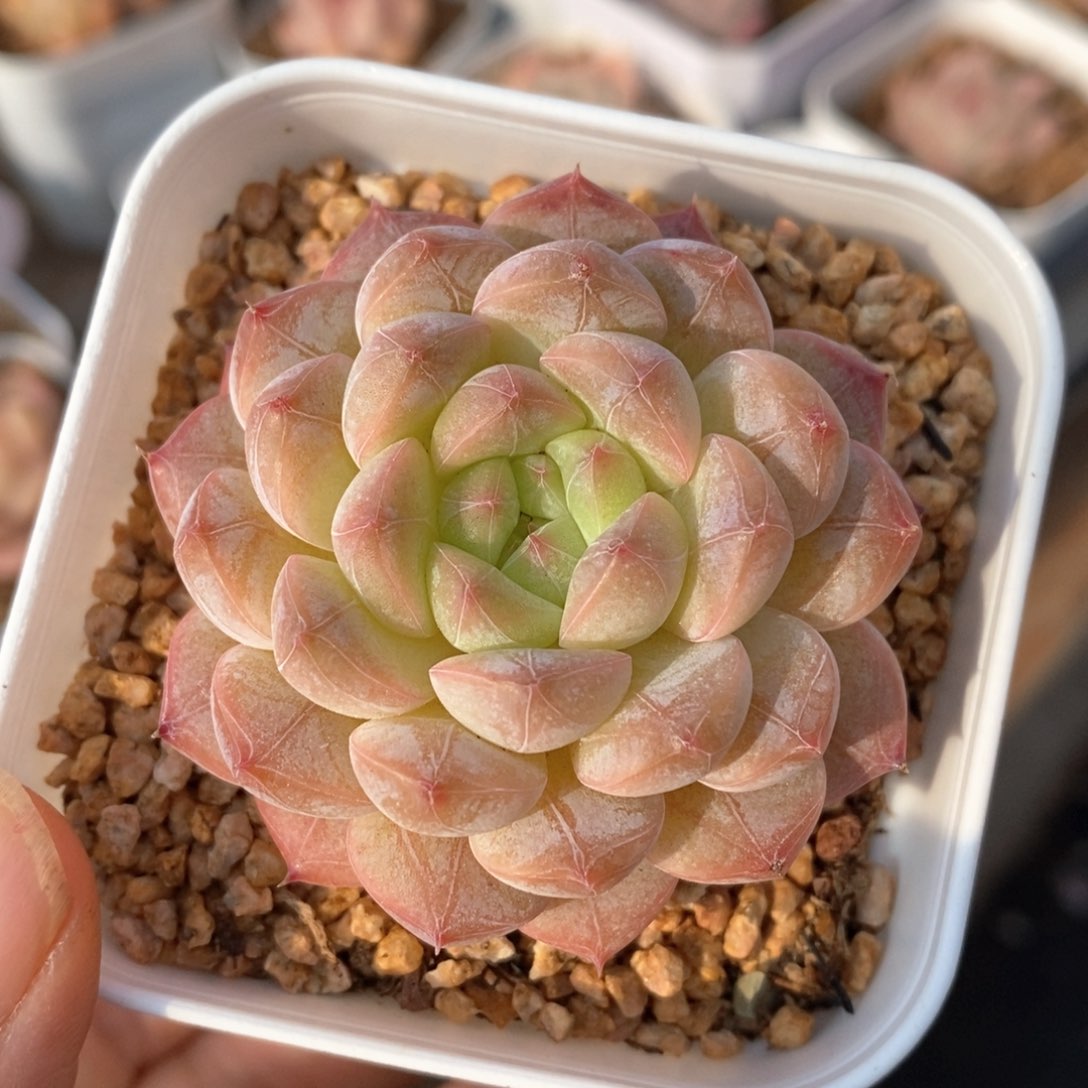 精品多肉一物一拍不包整180