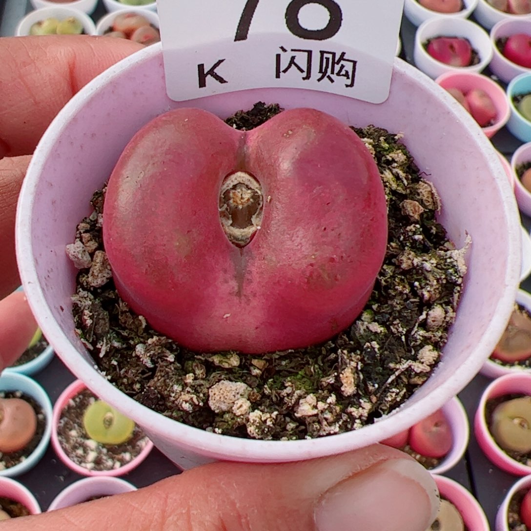 无花朵懒**情我很喜欢这个K78