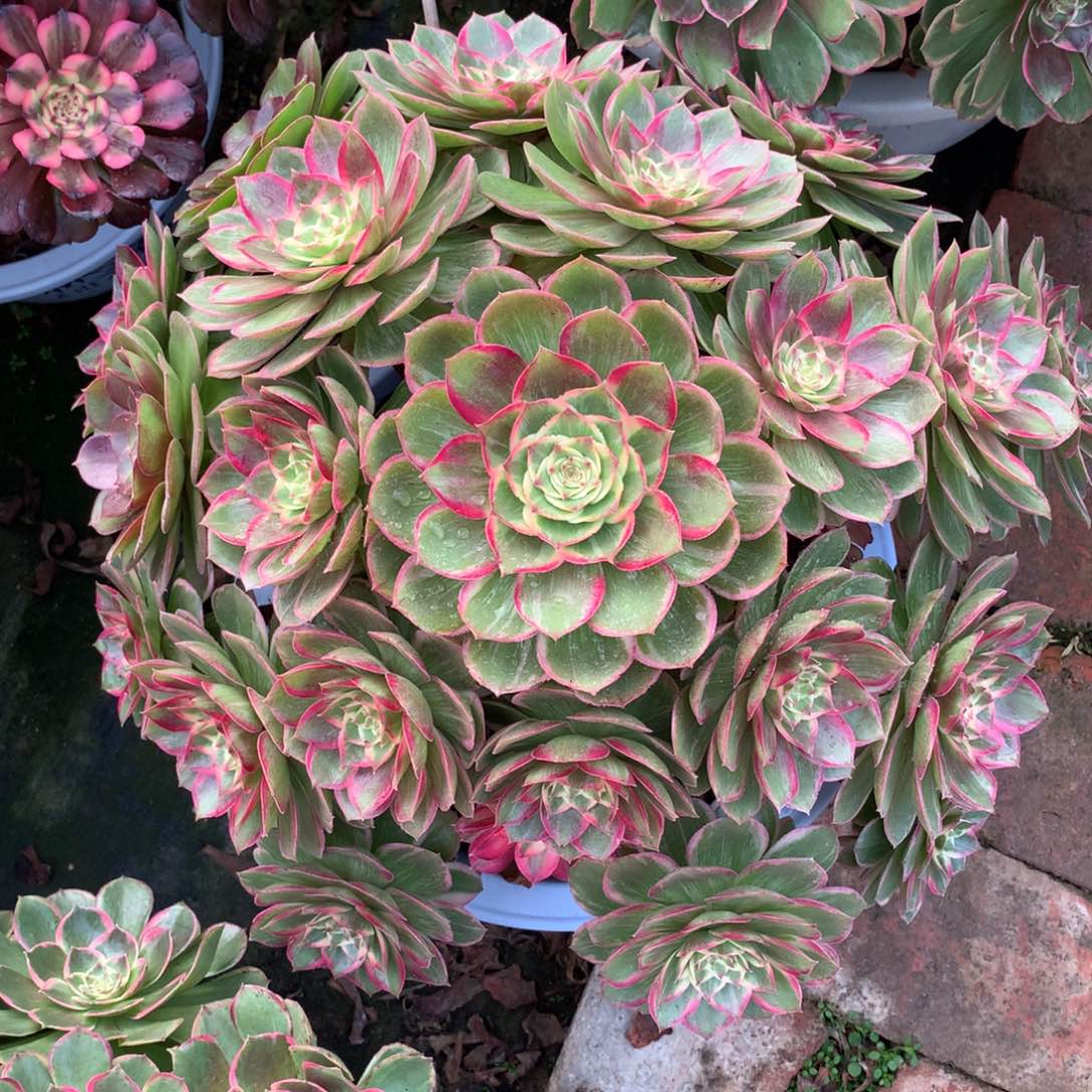 老桩莲花座，多肉植物