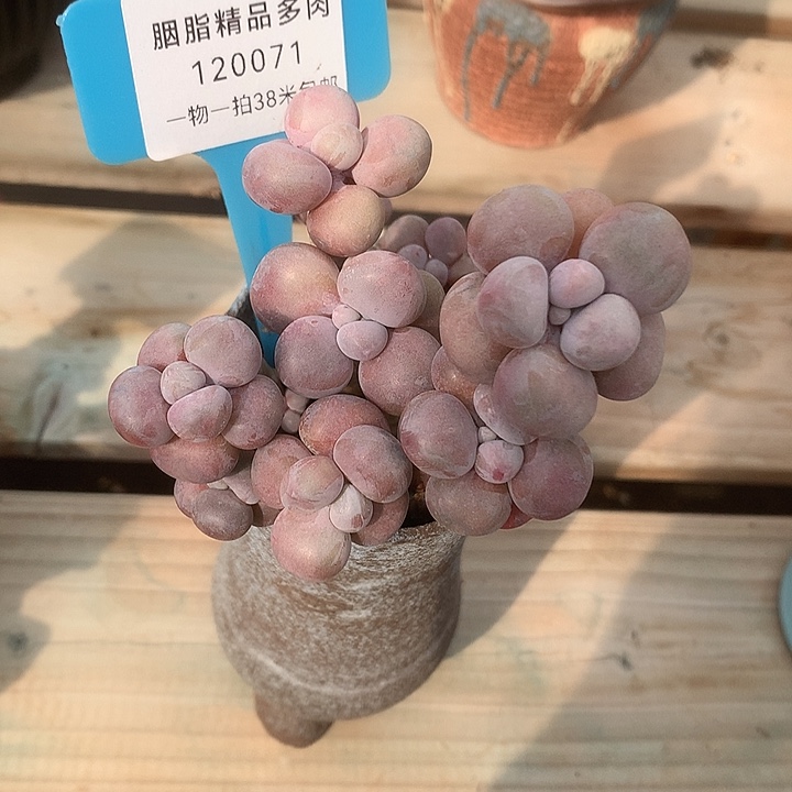 120071阿里去呢就辣兔头