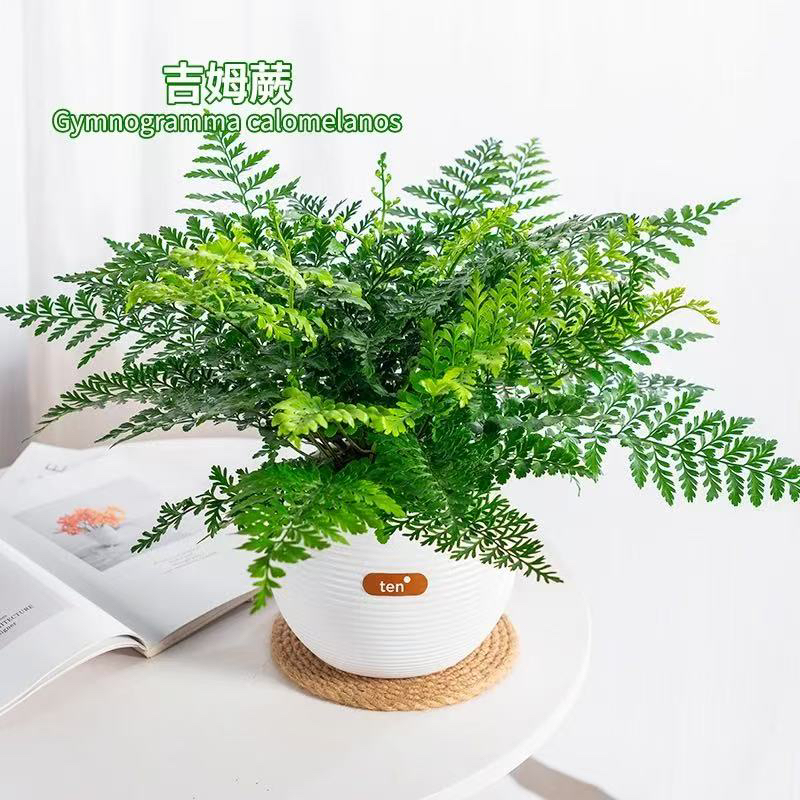 吉姆蕨网红植物盆栽绿植室内茶室盆景花卉水培蕨类观叶好养盆栽花
