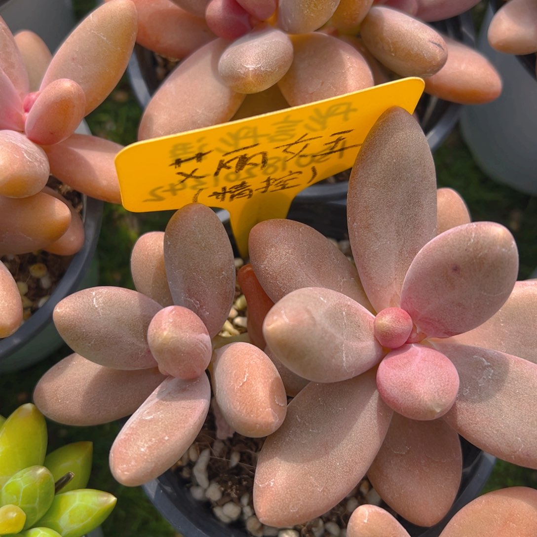 福利来了来了来了来