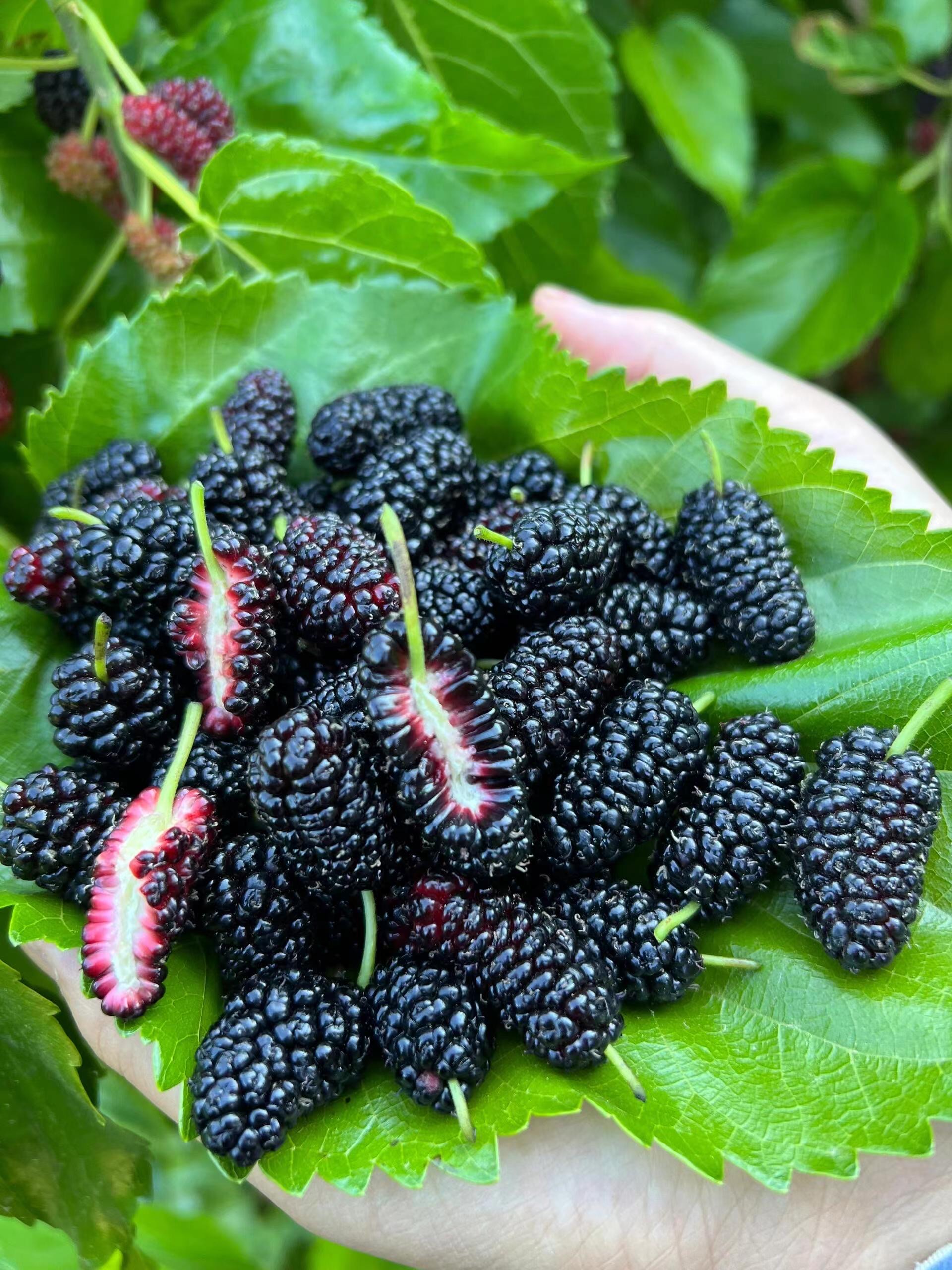 (龙云山货）蝎---子---油