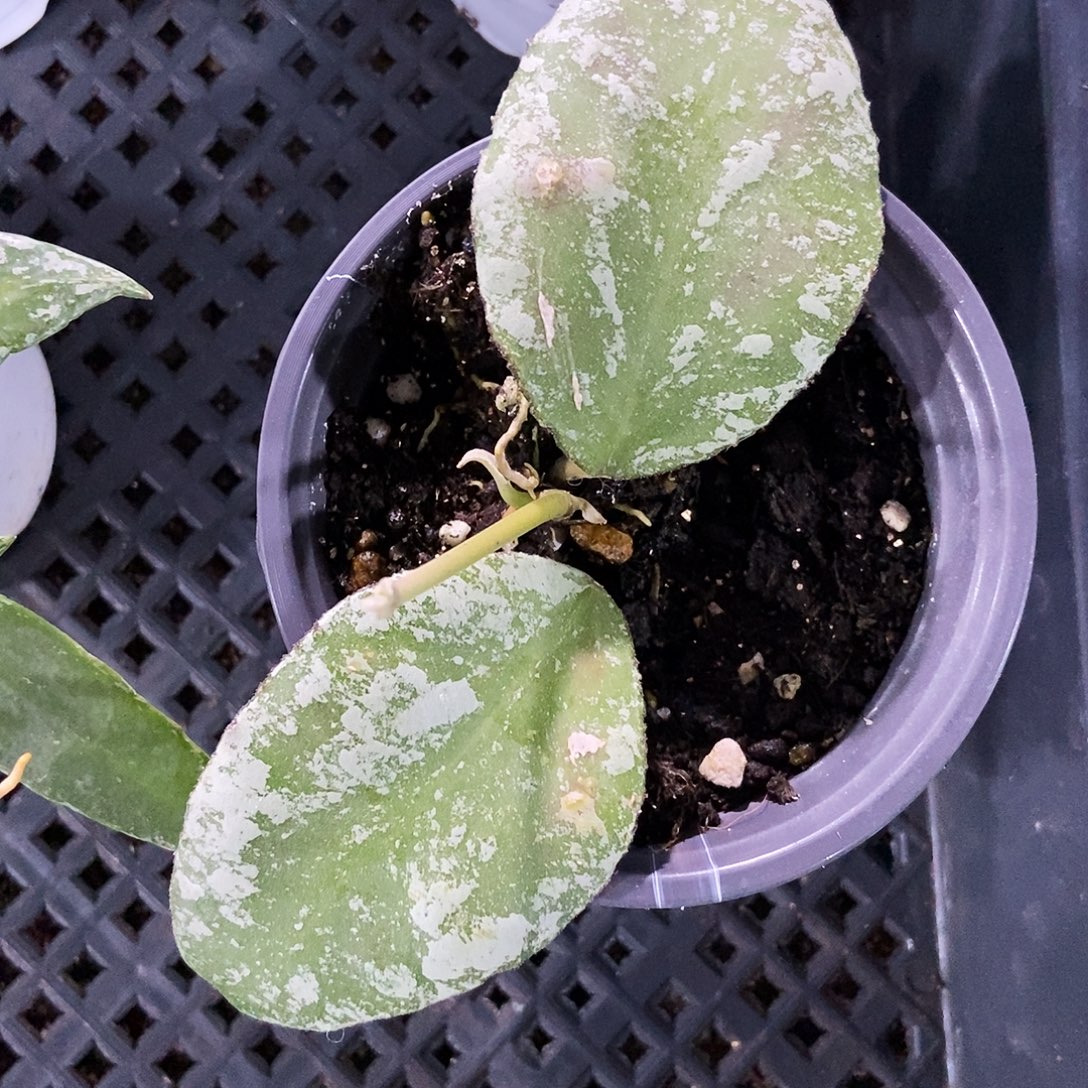 完全开放高斑圆叶威曼妮35