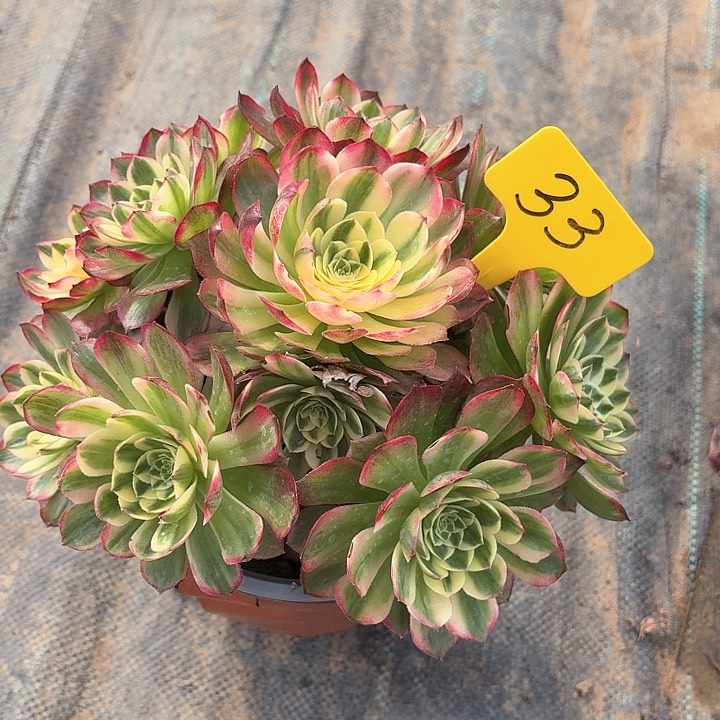 33海王一物一拍多肉