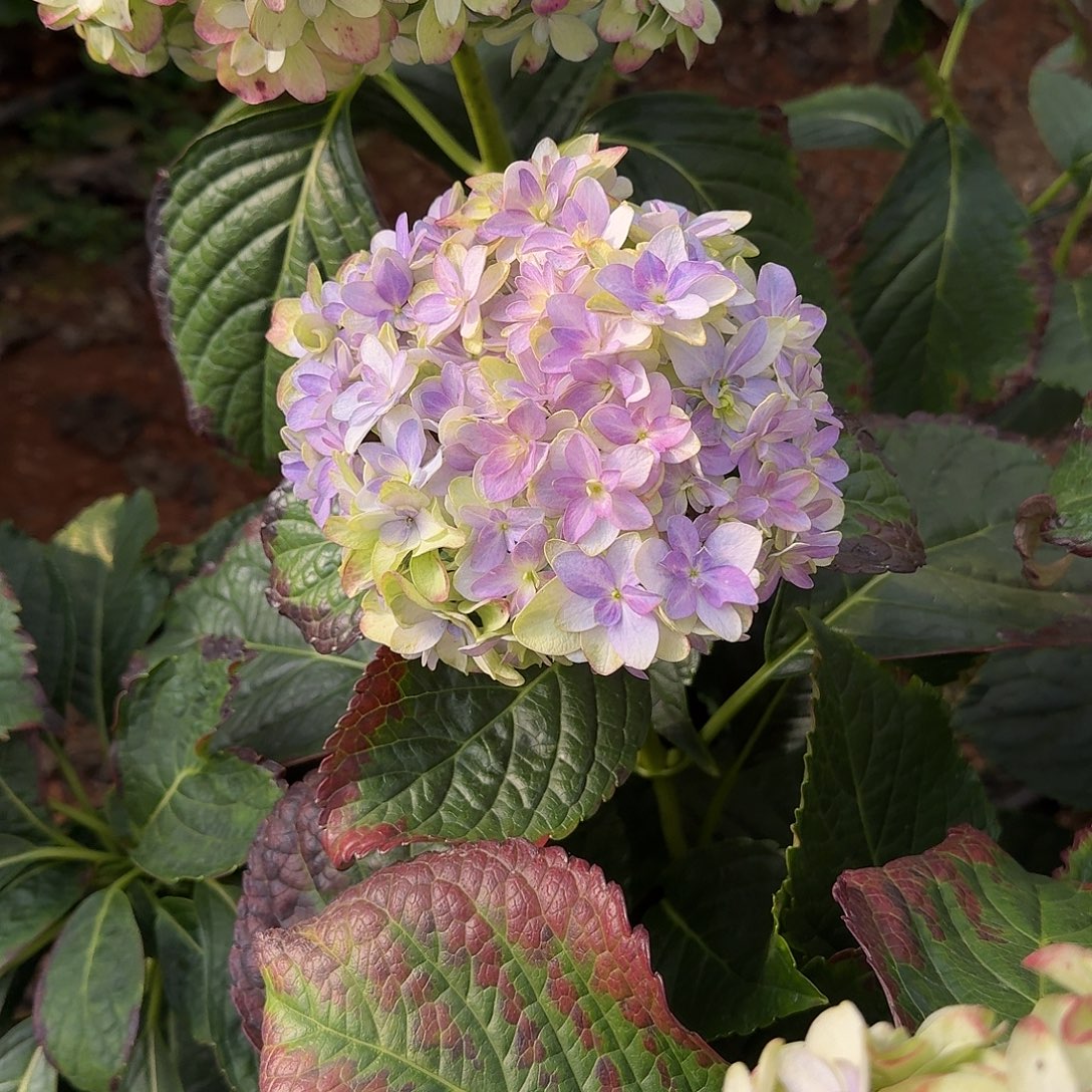 大部分花苞少量开放18