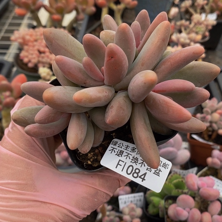 糖果美人7cm1084多肉植物