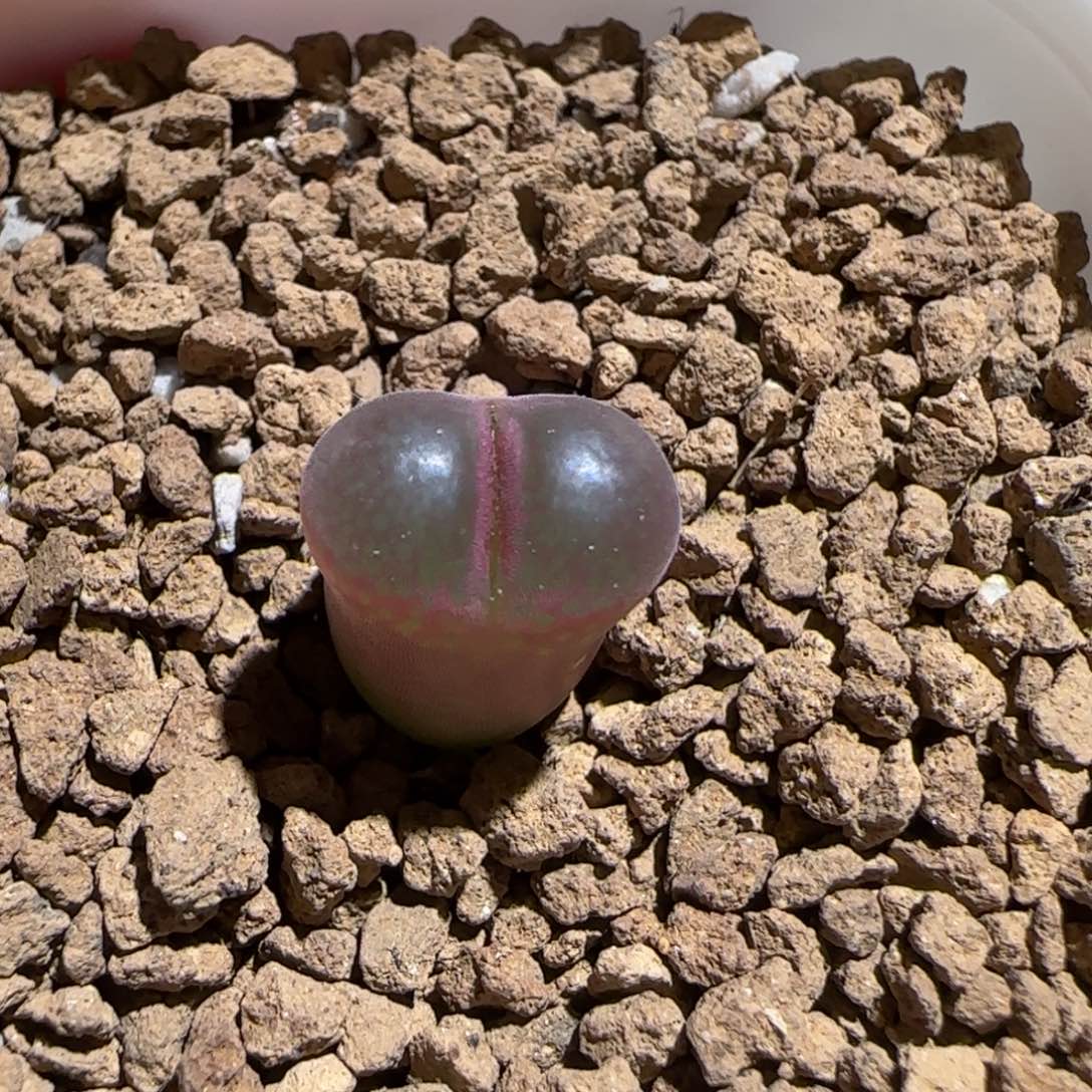 肉锥多肉植物组合-恩东有疤489