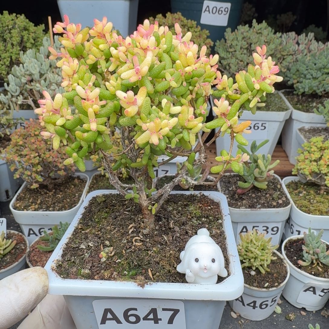 A647糖球3号锦一物一拍