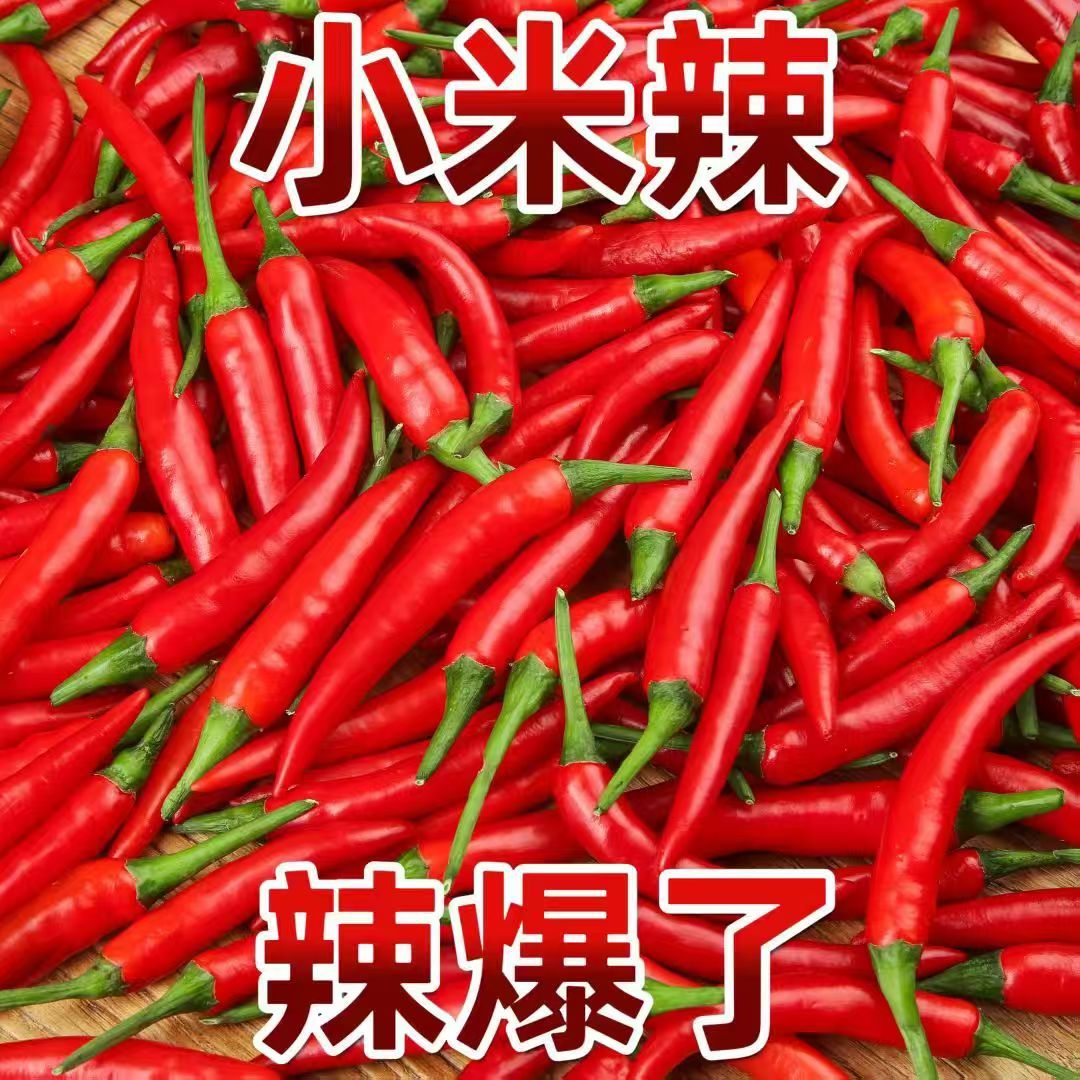 【净重两斤】新鲜采摘特辣小米辣椒现摘现发小米椒特辣蔬菜调味料