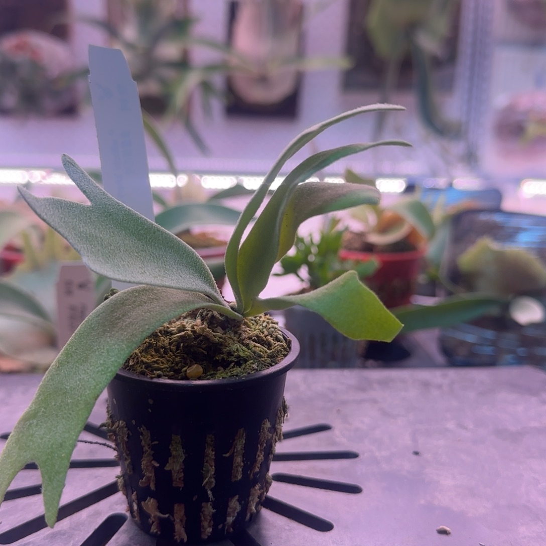 侏儒银爪哇鹿角蕨