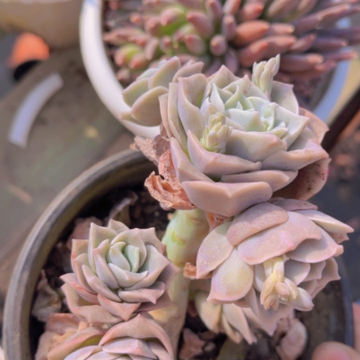 【闪购商品】可爱玫瑰8头1366