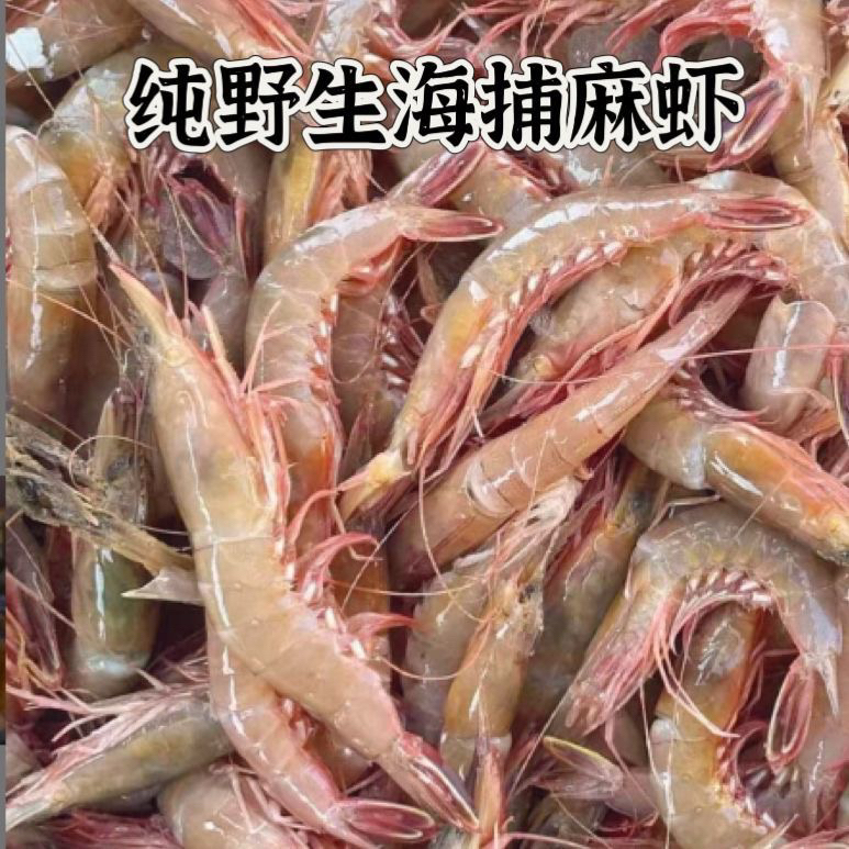 广东阳江新鲜野生海捕活冻小麻虾沙芦虾顺丰冷链发货