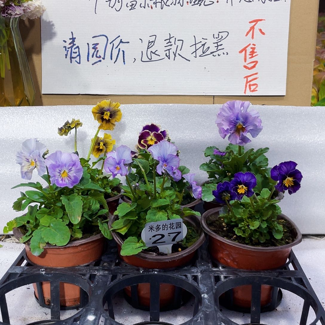 大部分花苞少量开放27