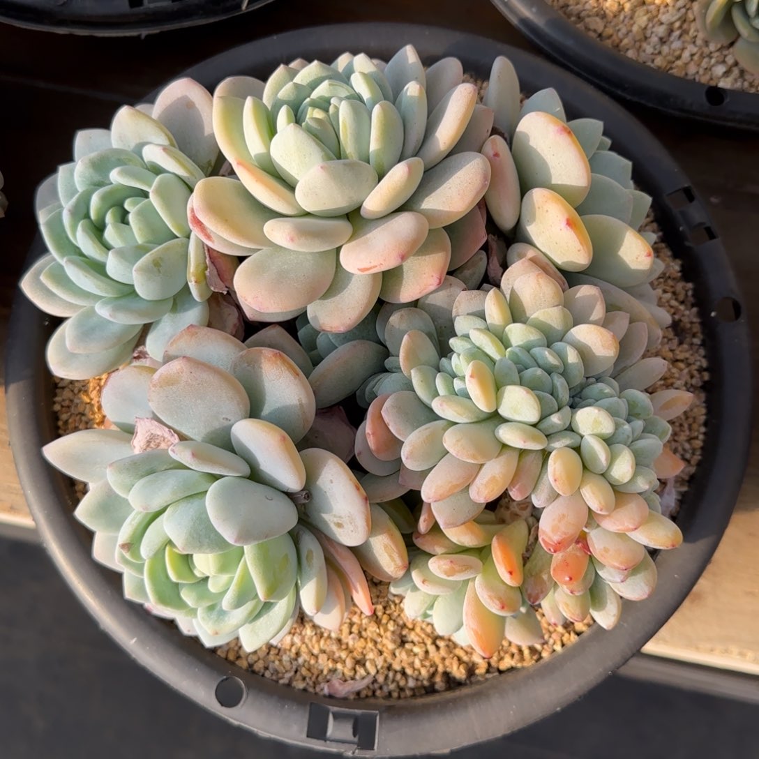 3***儿阿啊阿啊阿啊鱼儿