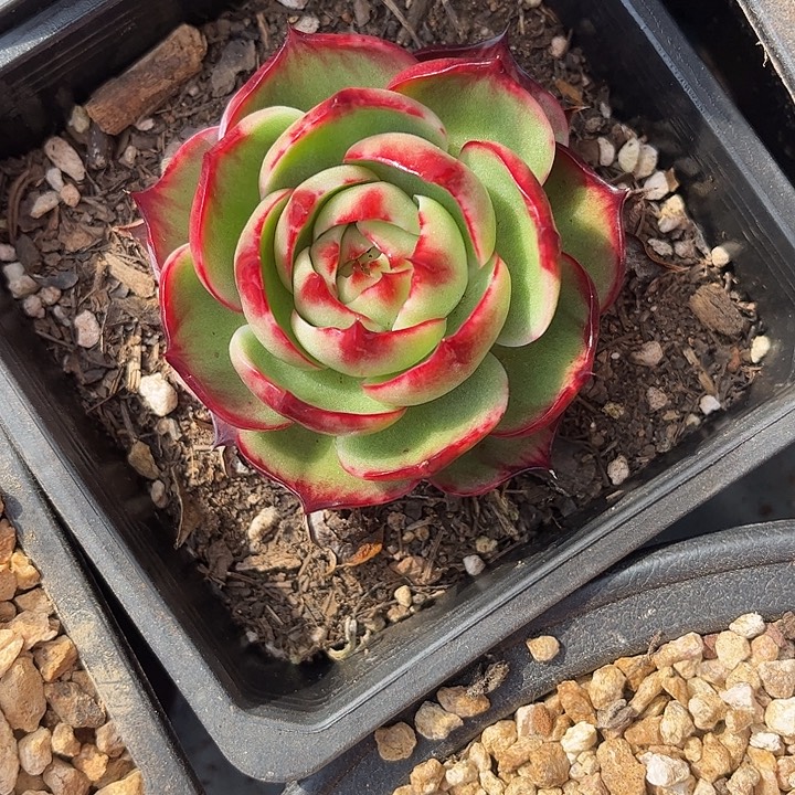 惊鸿仙子多肉植物77888