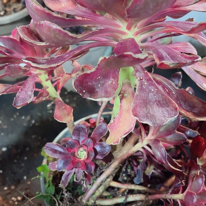 多肉植物福利219