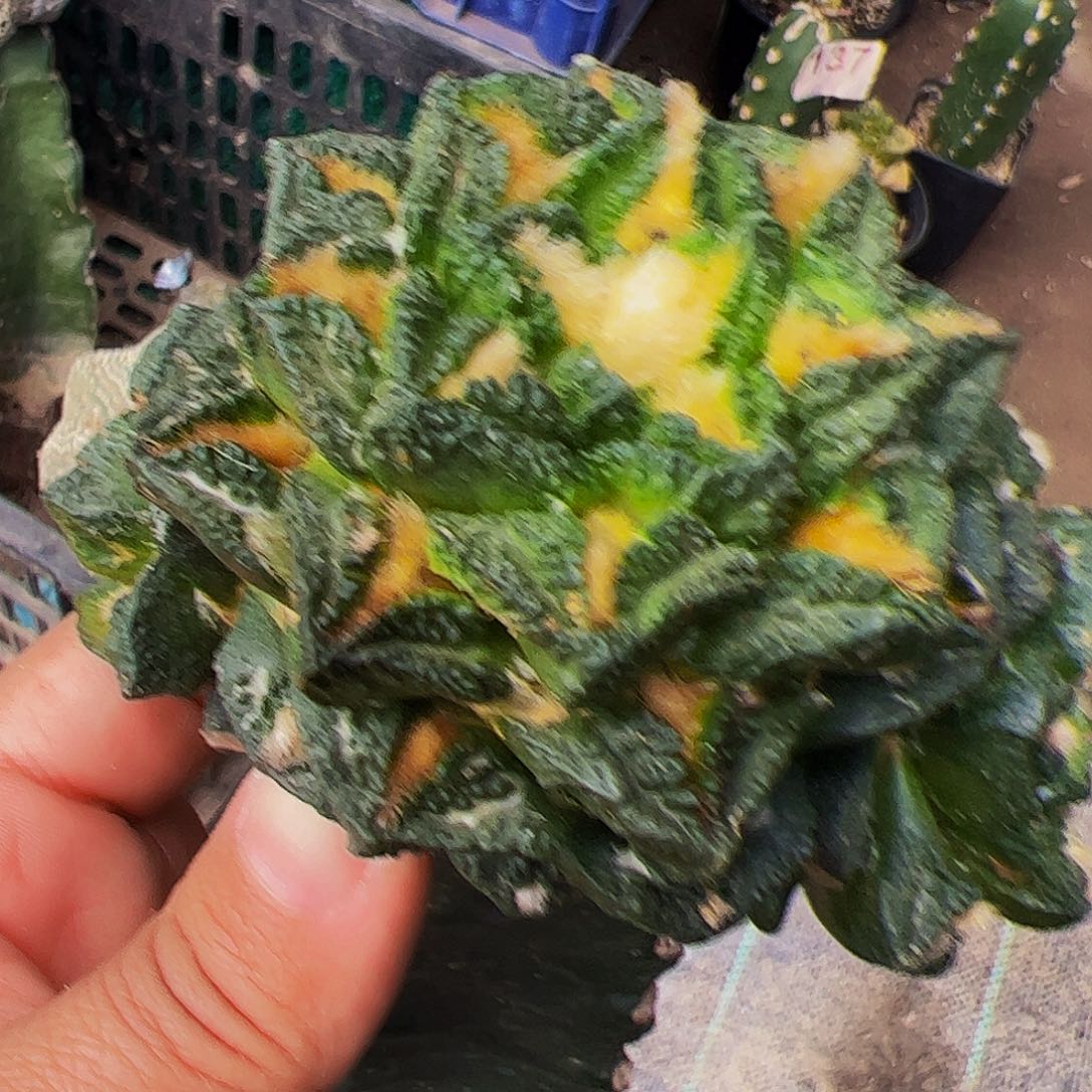 无花朵福利辛顿牡丹群226