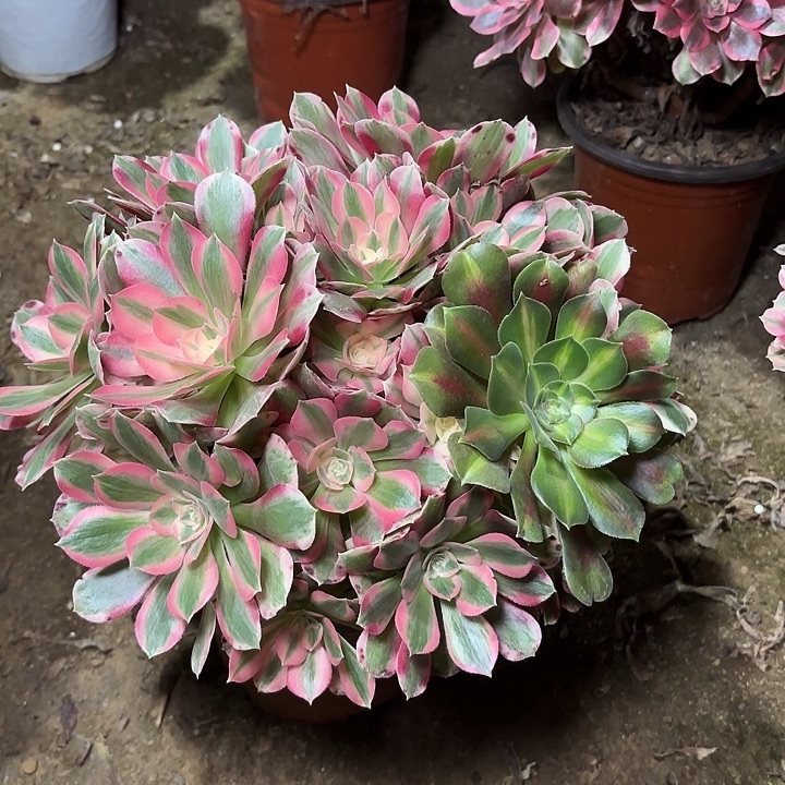 多肉植物法师女妖58