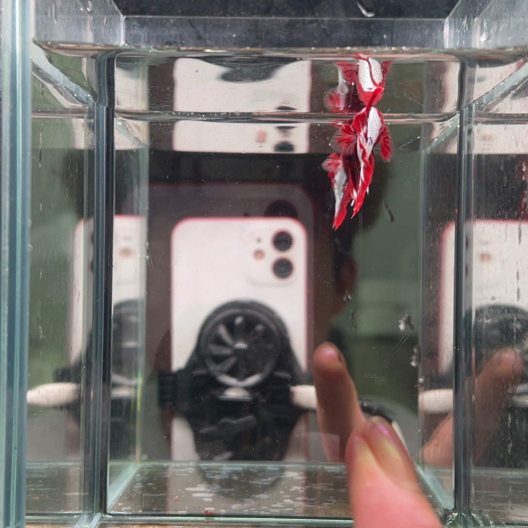 斗鱼印尼精品斗鱼11