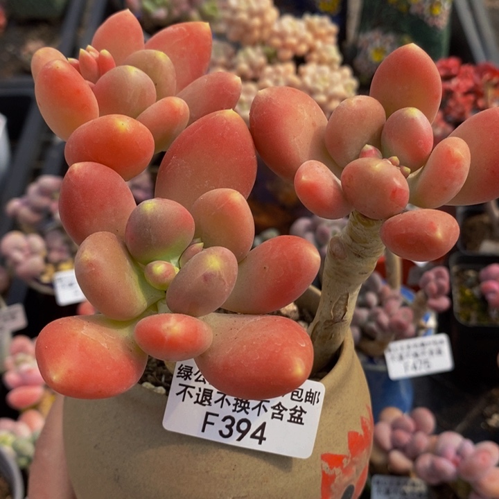 金蝉老桩394多肉植物