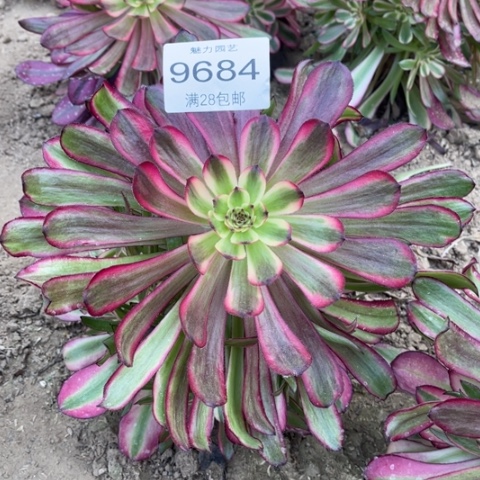 红颜多肉多肉9684