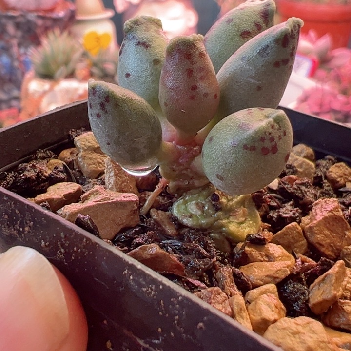 一组一拍带盆跟主播说