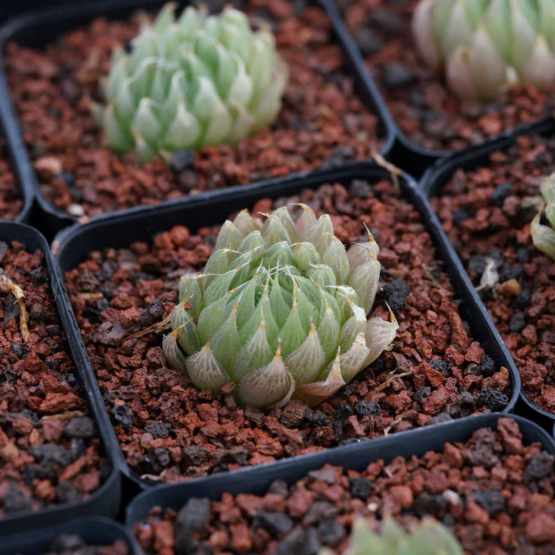 Haworthia cooperi var. gracilis DMC11003 near Loerie Dam, R3