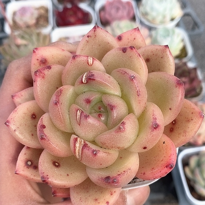 多肉植物一物一拍0147