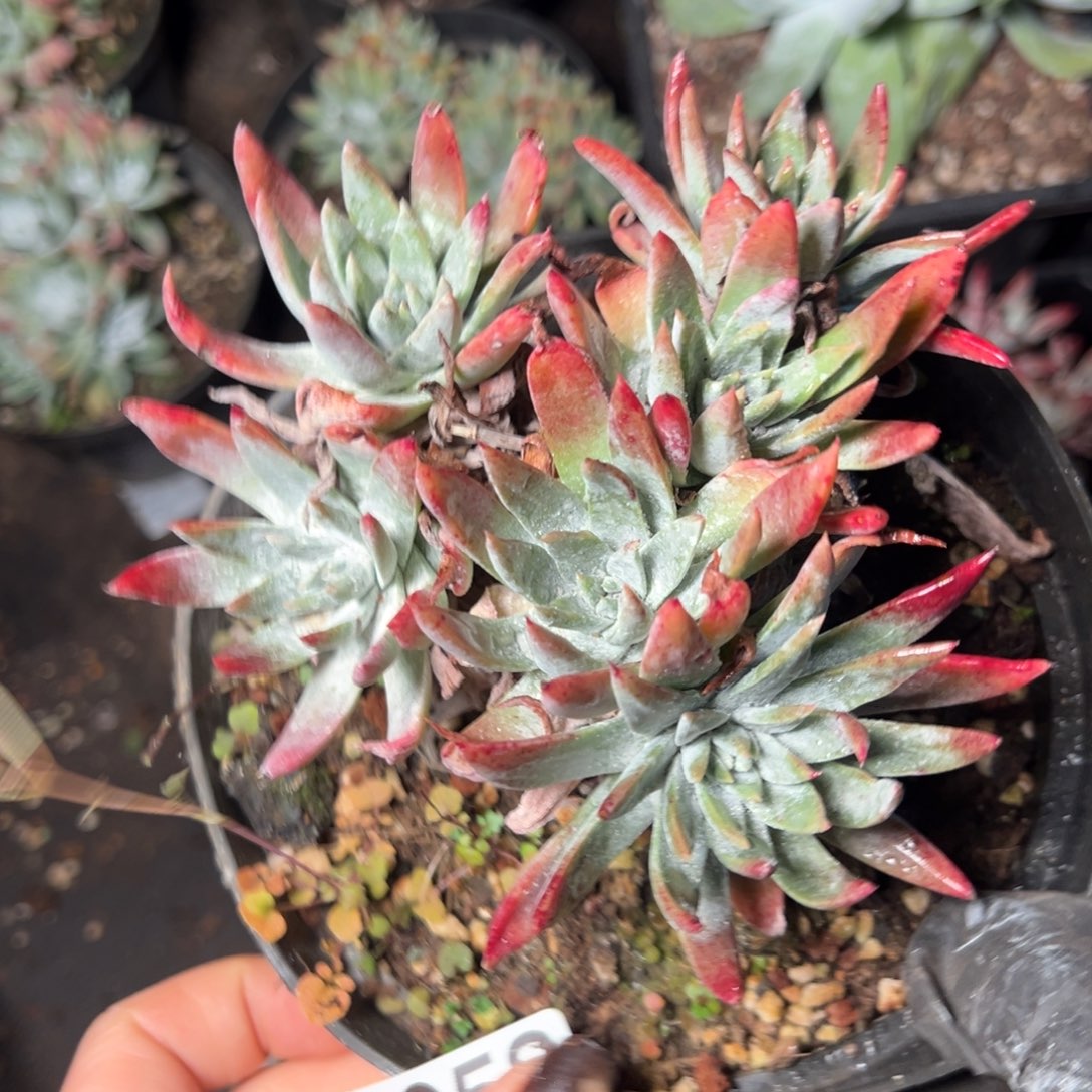 5058哈哈哈哈哈哈哈哈哈