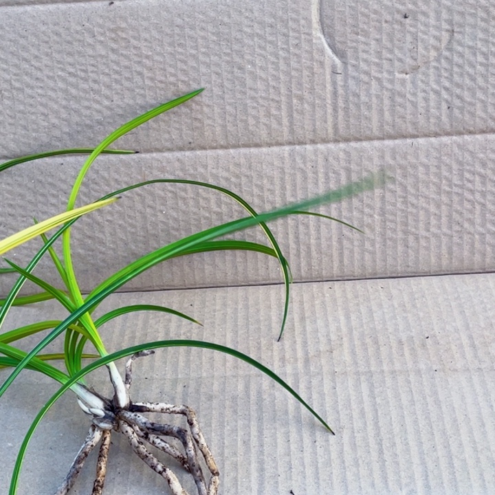 完全开放惠兰变形草