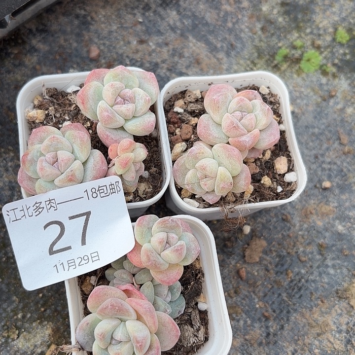 27 号到手1框-…一物一拍